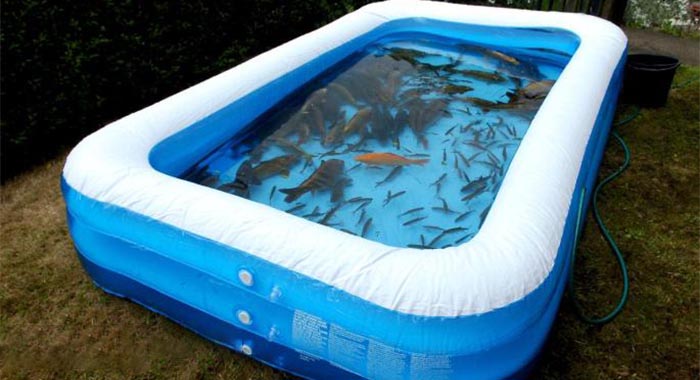 استخر بادی پرورش ماهی